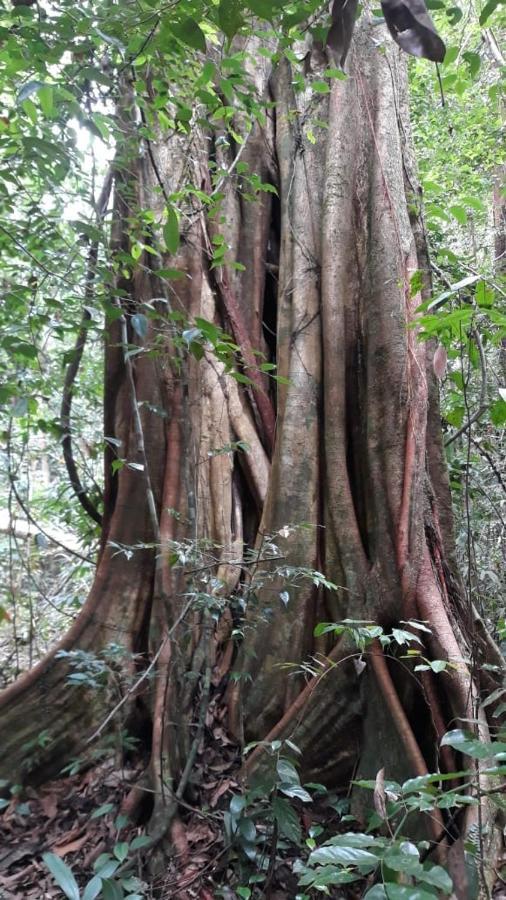 Rainforest River Edge Deniyaya Eksteriør bilde